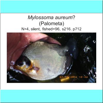 Mylossoma aureum cf.png